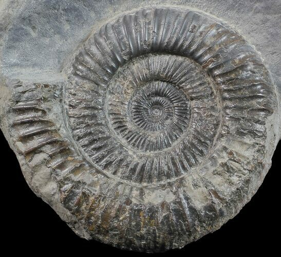 Dactylioceras Ammonite Stand Up - England #68144